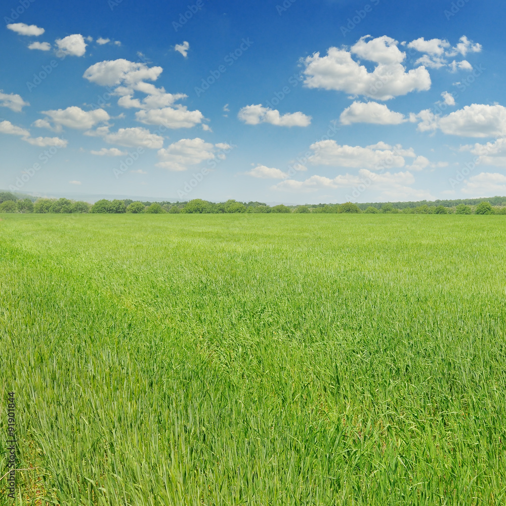 green field and blue sky with light clouds