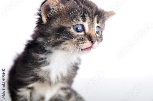 Small kitten looking surprised