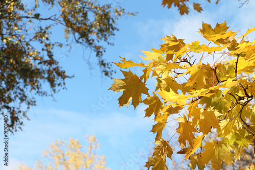 Maple branches in the fall against the blue sky