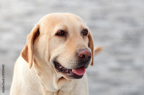 Nice golden labrador dog outdoor