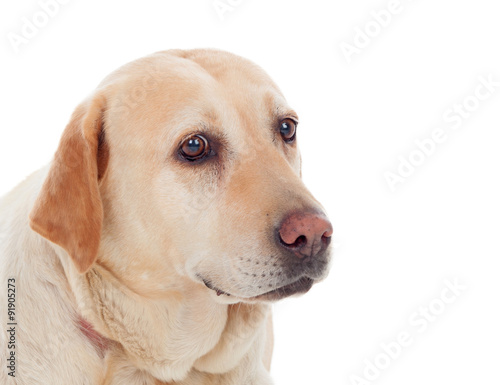 Nice golden labrador dog © Gelpi
