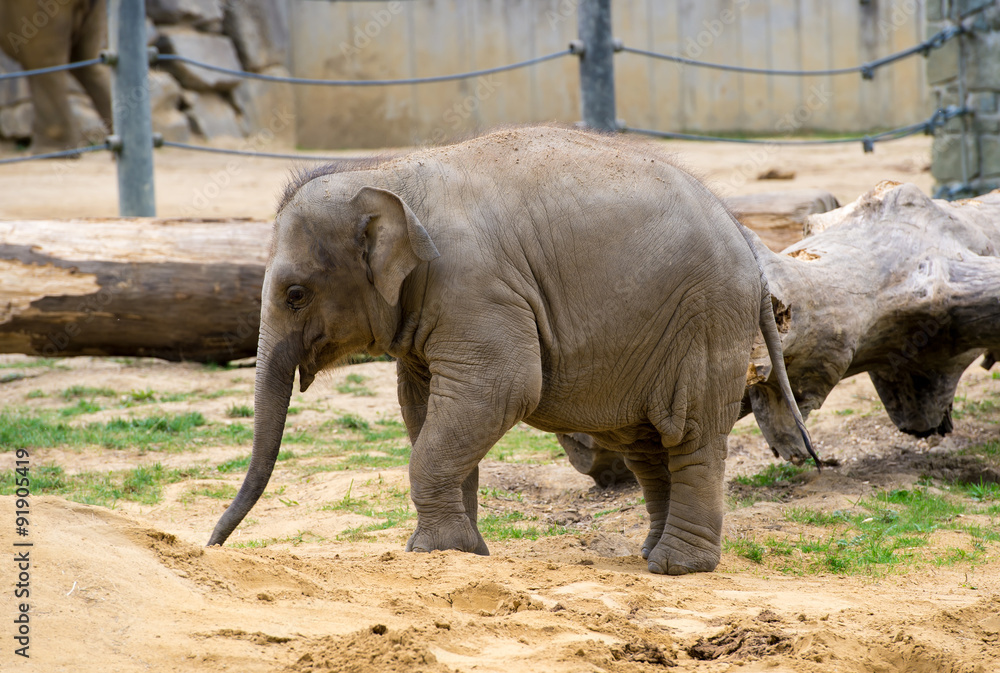 Fototapeta premium A pair of elephants playing in the zoo.