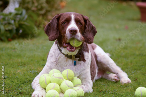 English Springer Spaniel dog with lots of tennis balls