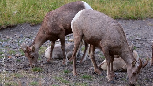 Rocky Mountain Big-Horned Sheep, Banff National Park in Autumn