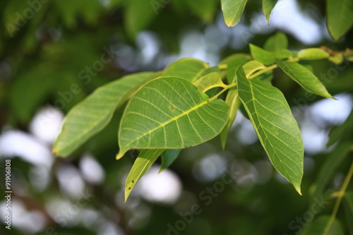 Wallpaper Mural exotische Bäume Torontodigital.ca