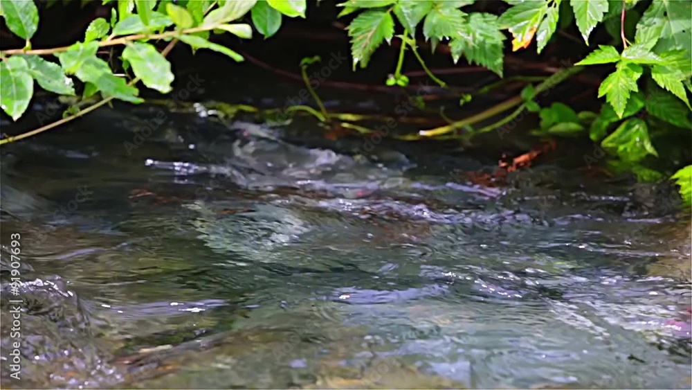 sockeye salmon spawning in the clear creek, Alaska sockeye salmon spawning in the clear creek, Alaska