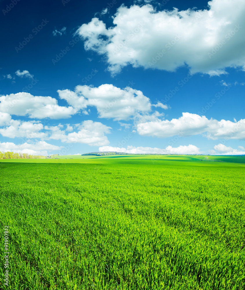 Obraz premium field