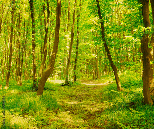 Fototapeta Naklejka Na Ścianę i Meble -  vintage forest background
