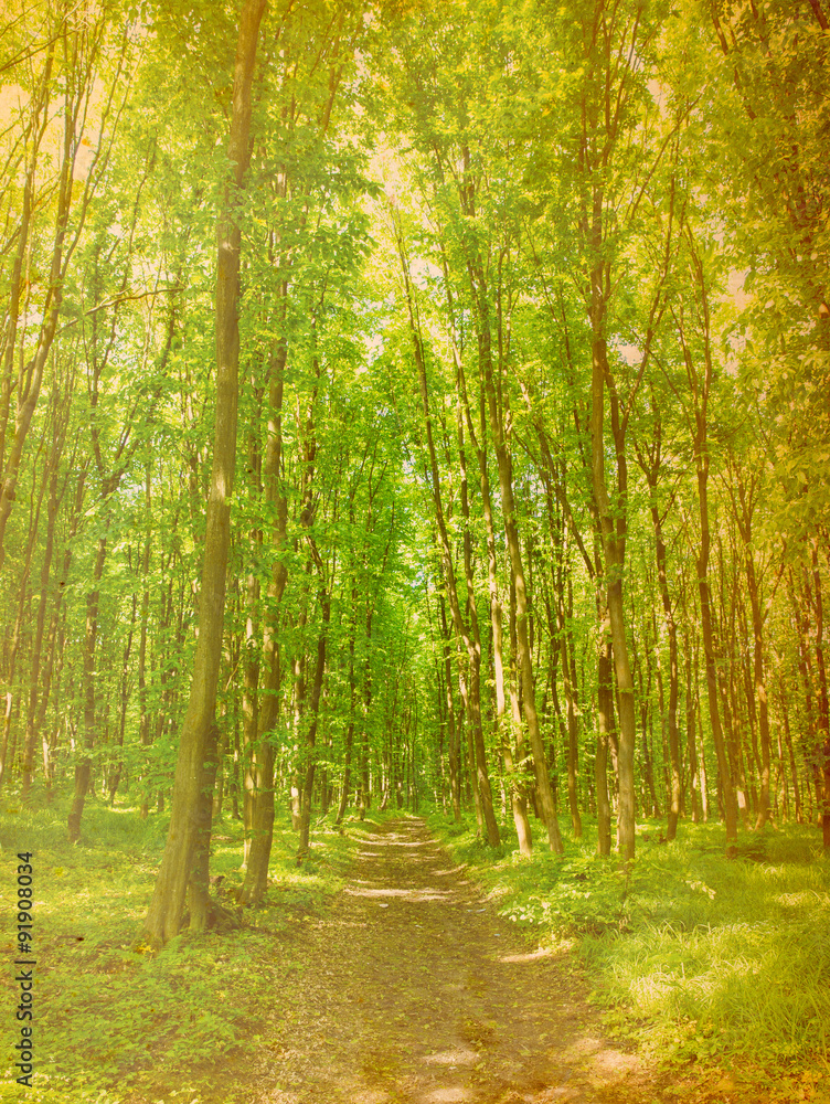 beautiful green forest beautiful green forest