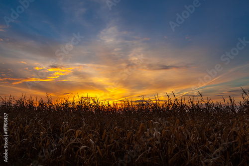 Corn field at sunset