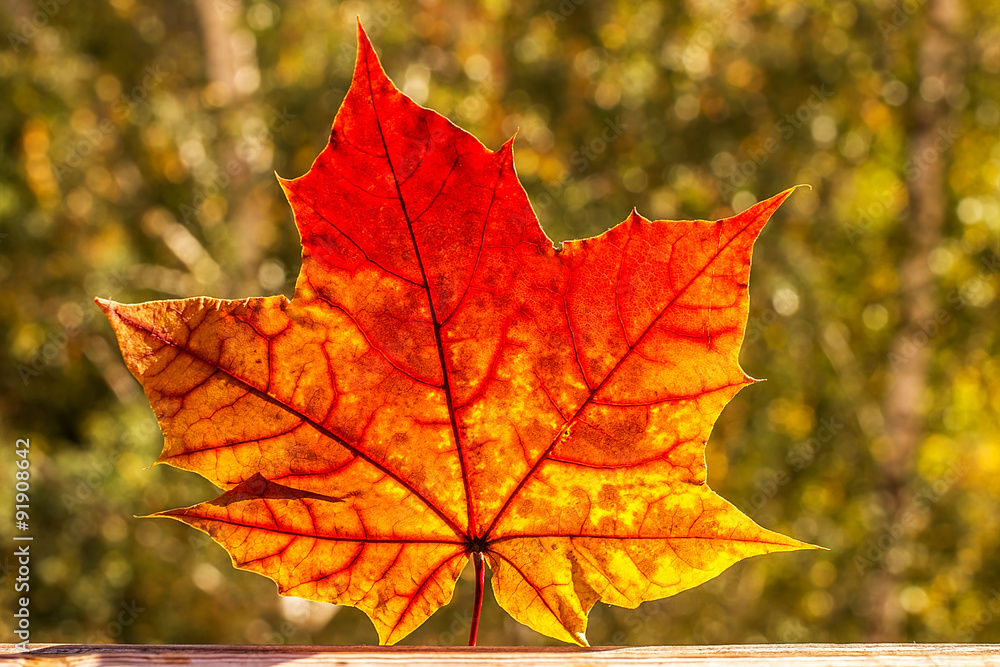 Obraz premium Autumn maple leaves