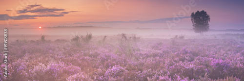Fog over blooming heather in The Netherlands at dawn