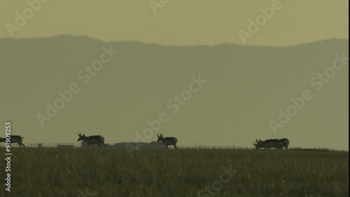 Surreal scene of antelope herd moving