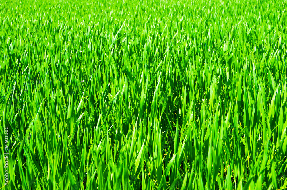 field of grass and perfect sky field of grass and perfect sky