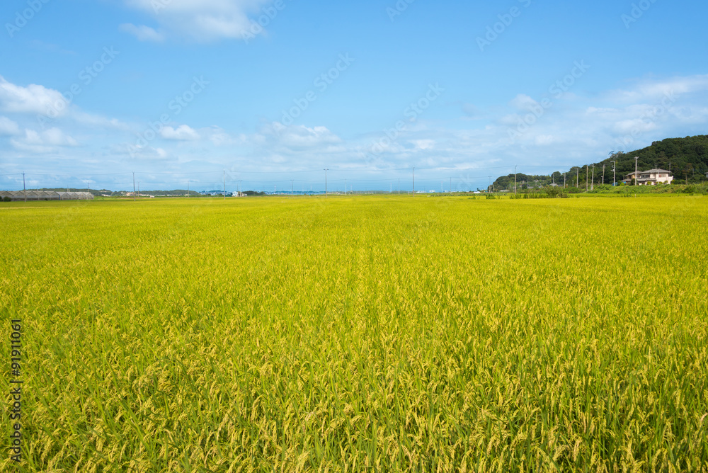 Blue Sky and the Ricefield
