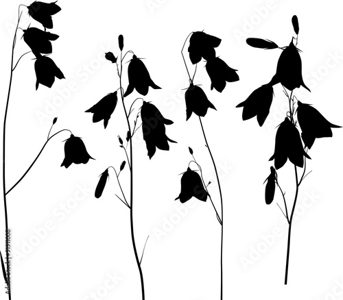 four black forest campanula flowers isolated on white