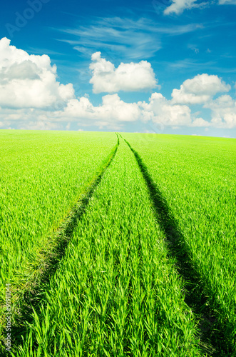 field of grass and perfect sky