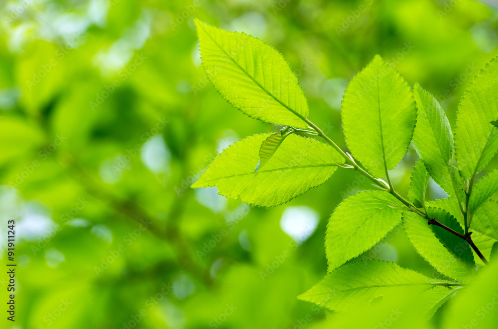 green leaves green leaves