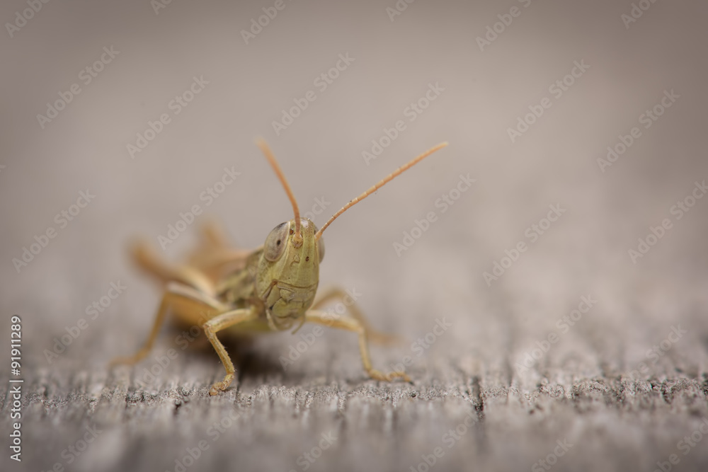 Small grasshopper Small grasshopper