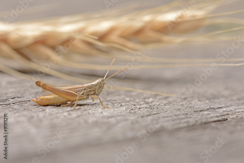 Grasshopper and wheat © skyfotostock