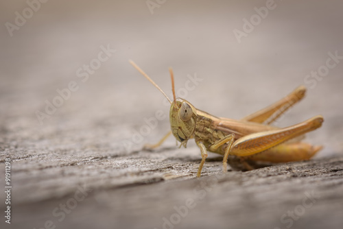 Small grasshopper © skyfotostock