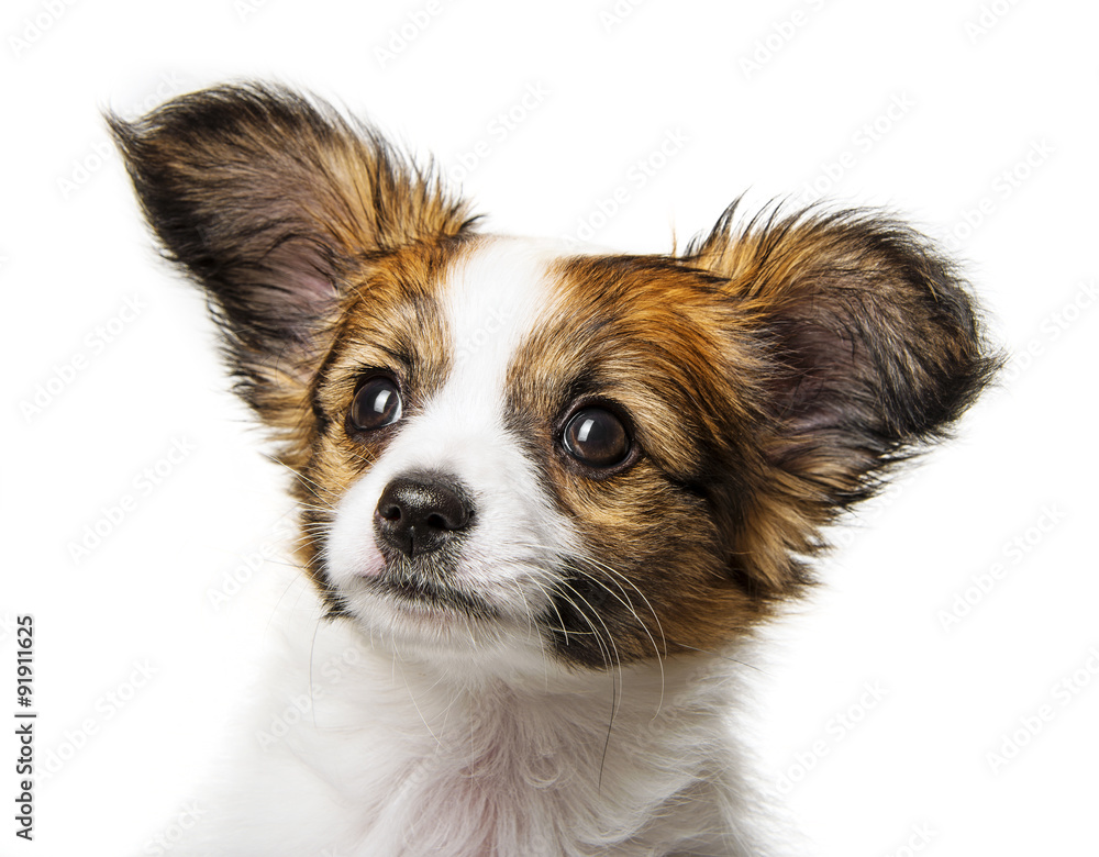cute papillon puppy isolated over white cute papillon puppy isolated over white