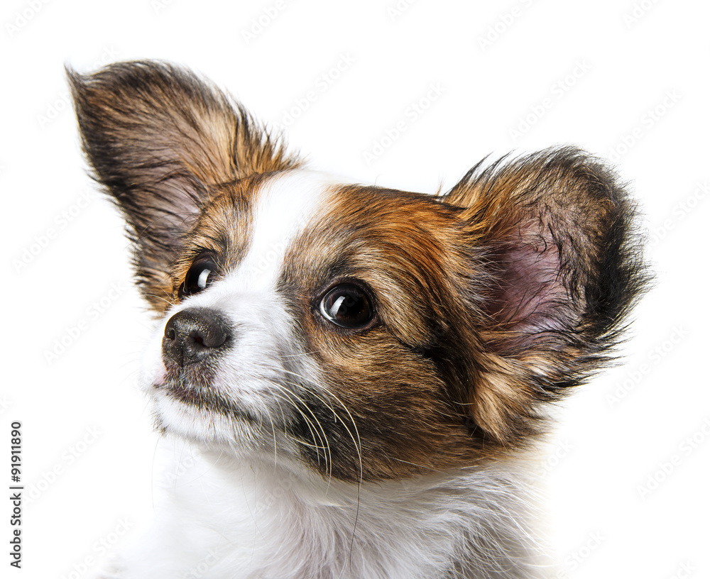 cute papillon puppy isolated over white cute papillon puppy isolated over white