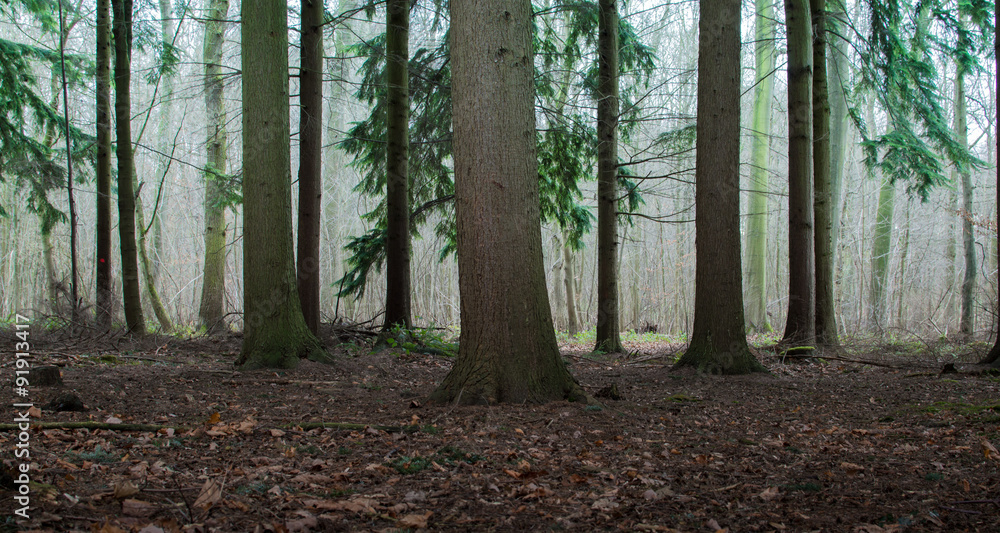 Obraz premium Herbstwald