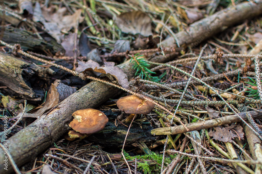 Herbst Herbst