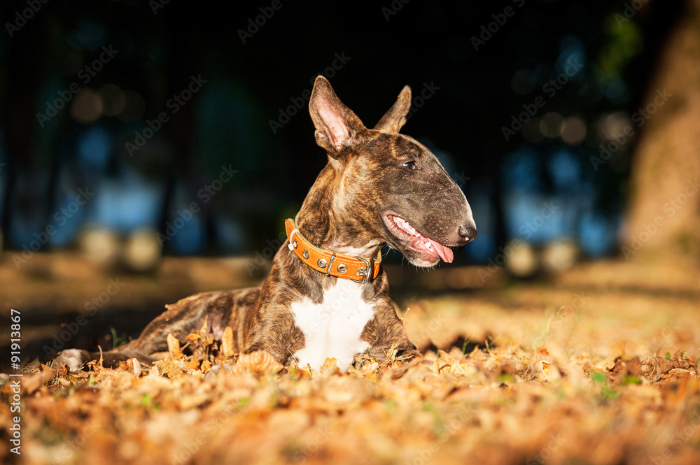 Obraz premium Bullterrier dog lying on the leaves in autumn