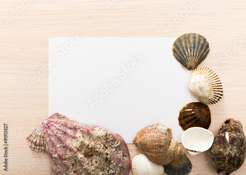 Letter from the beach. Seashells