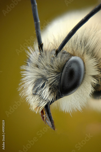Microfotografia de la cabeza de una abeja de antenas largas usando la tecnica del apilado de imagenes