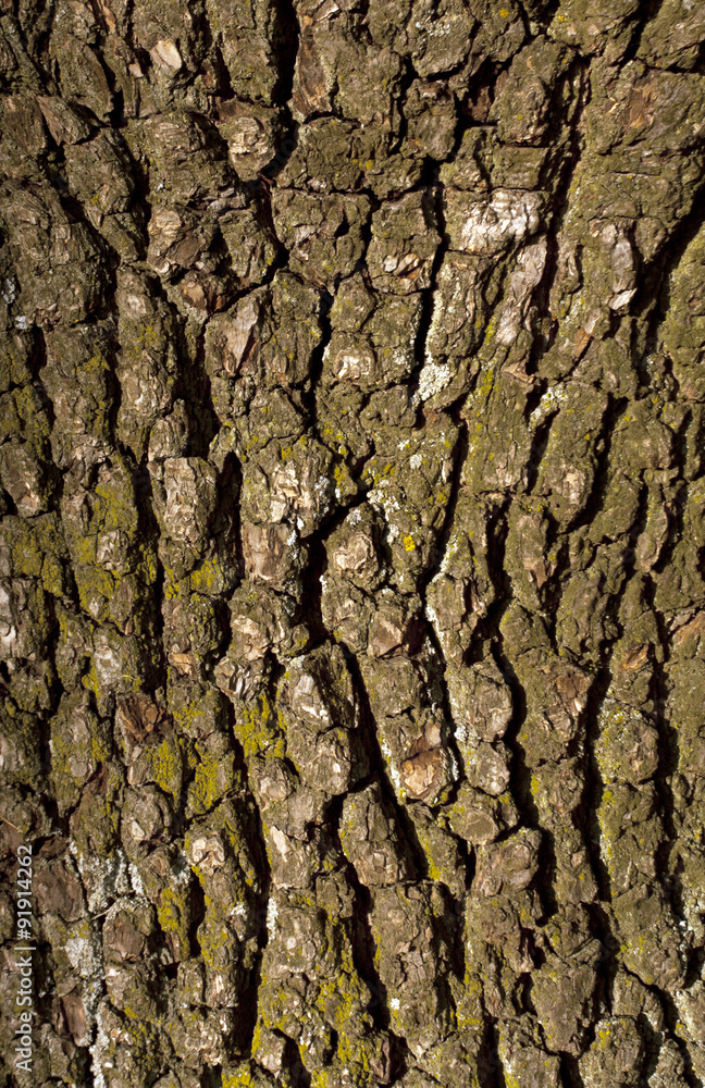 Old pear tree bark texture with moss. Old pear tree bark texture with moss.