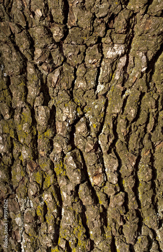 Old pear tree bark texture with moss.