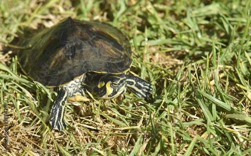 Galápago de Florida.