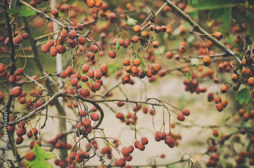 Hawthorn berries in nature Hawthorn berries in nature