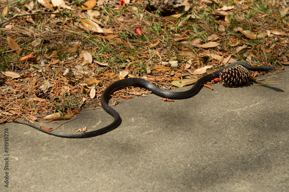 Naklejka premium Coachwhip