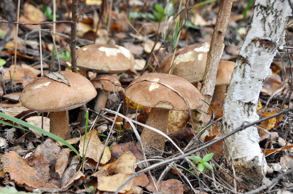 Brown cap boletus mushroom in the autumn forest Brown cap boletus mushroom in the autumn forest