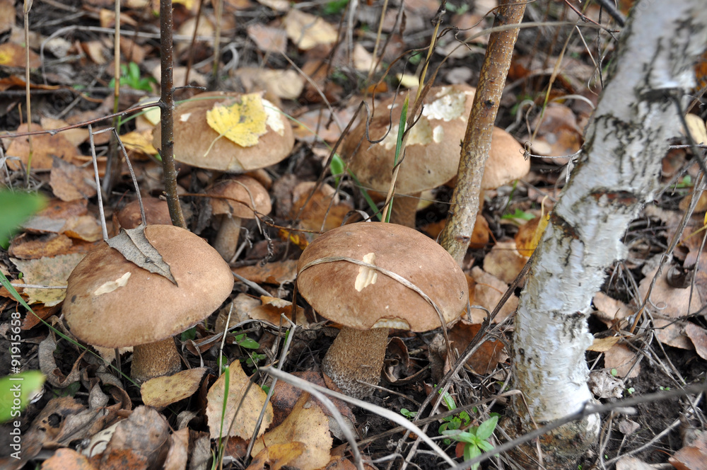 Brown cap boletus mushroom in the autumn forest Brown cap boletus mushroom in the autumn forest