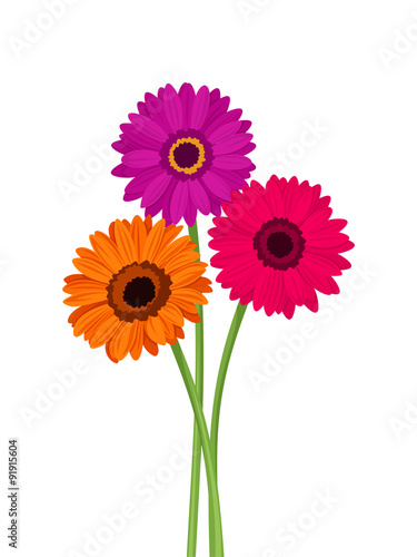 Pink, orange and purple gerbera flowers. Vector illustration.
