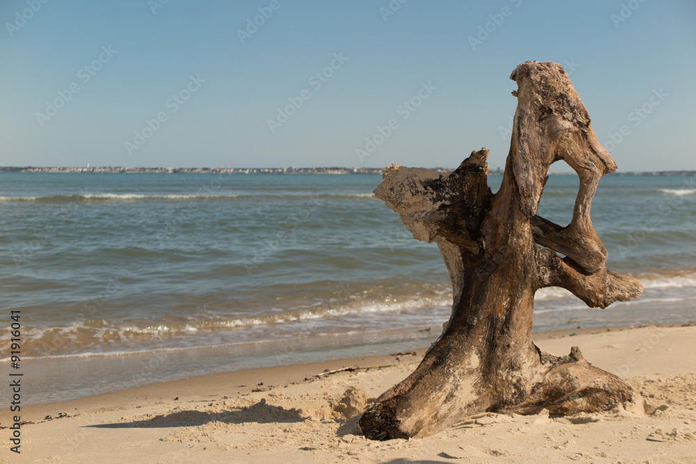 Big driftwood on a beautiful beach under blue sky