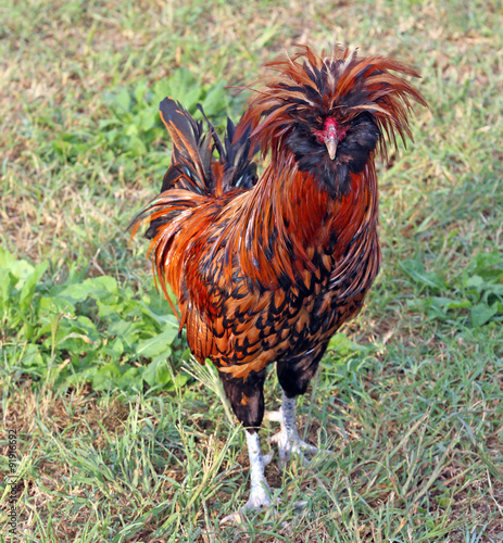 Rooster with feathery clump all disheveled in animal farm fence photo