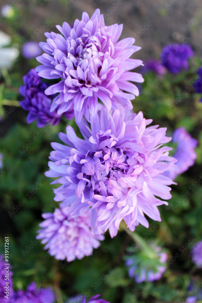 Purple asters Purple asters