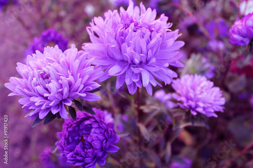 Purple asters photo