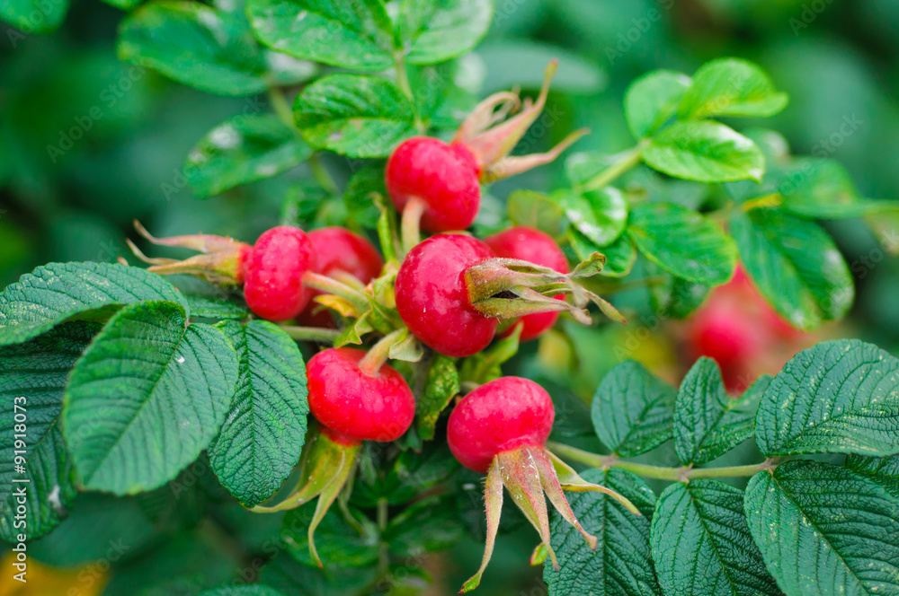 Rosehips. The berries of the red rose, ripe berries, nature closeup, useful edible berries. Rosehips. The berries of the red rose, ripe berries, nature closeup, useful edible berries.