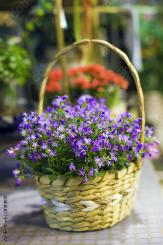 Basket of flowers. Small purple and blue decorative flowers. Decoration and design. Decorations of flowers. Flower shop. Rural still life.