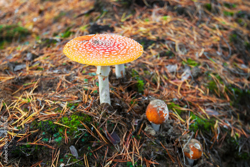 The fly agaric mushroom. A poisonous mushroom. Red hat, the autumn mushroom in the forest. Hallucigenia and toxic mushrooms. photo