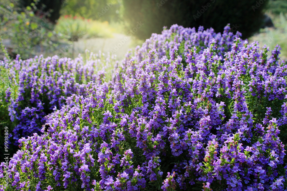 Obraz premium Blossoming winter savory (satureja montana illyrica)