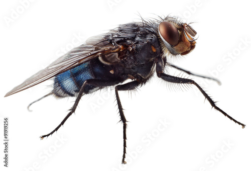 A macro shot of fly on a white