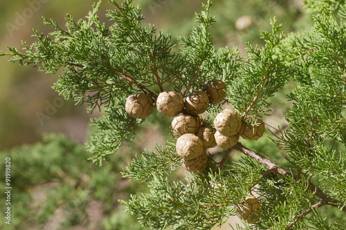 Cones on the branch of cypress in a cypress forest in the Mediterranean